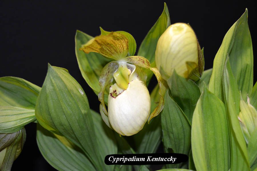 Cypripedium Kentucky