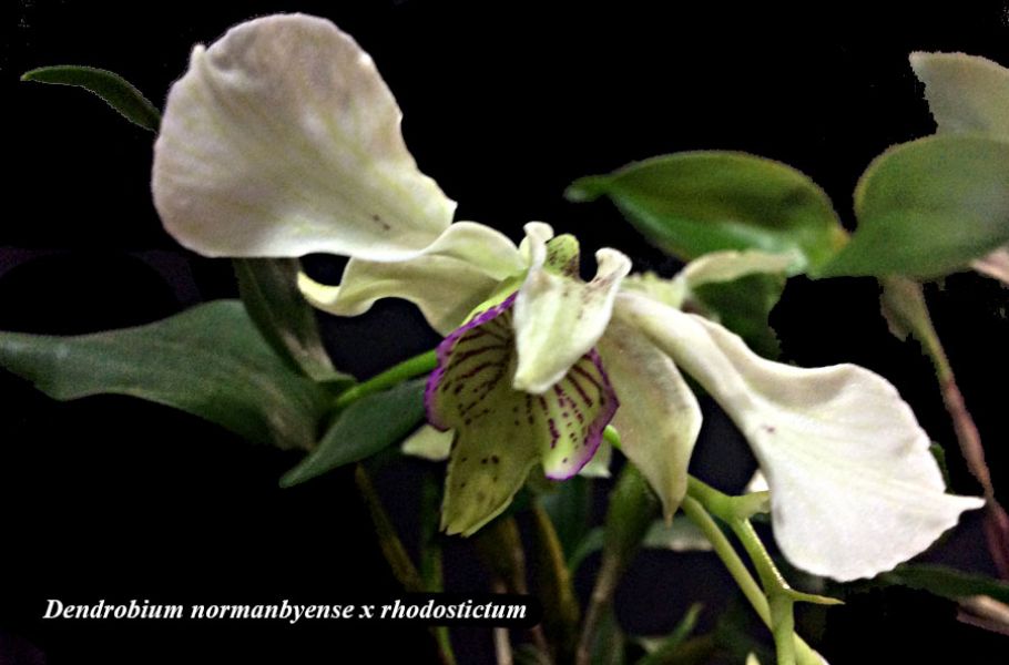 Dendrobium normanbyense x rhodostictum