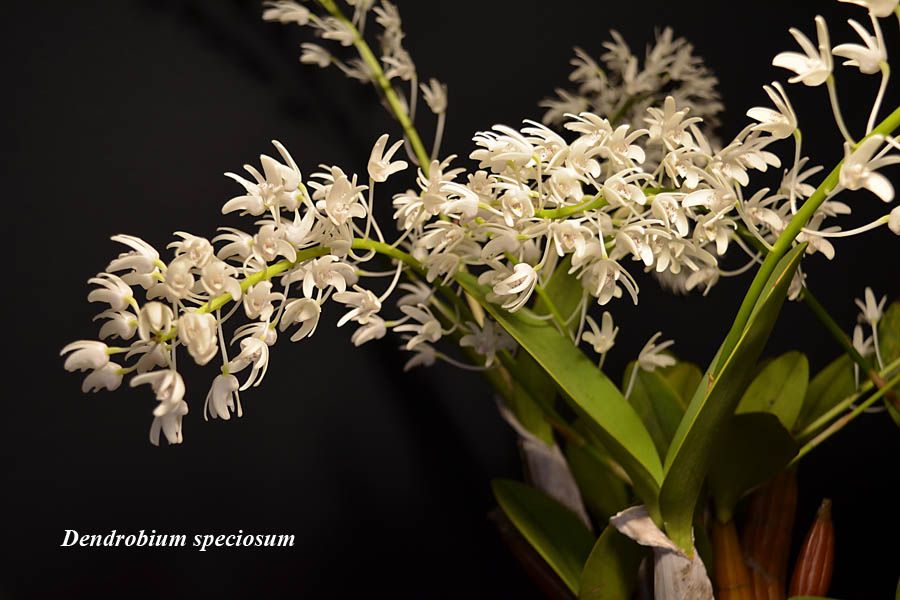 Dendrobium speciosum 2