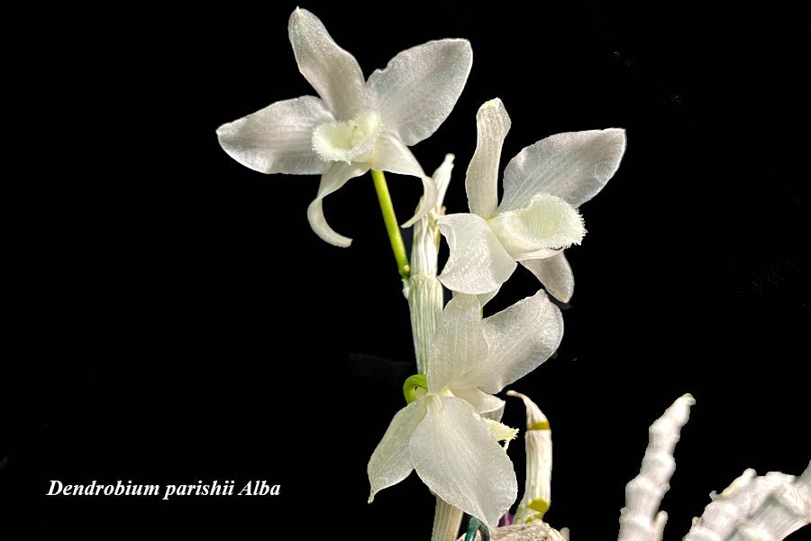 Dendrobium parishii Alba