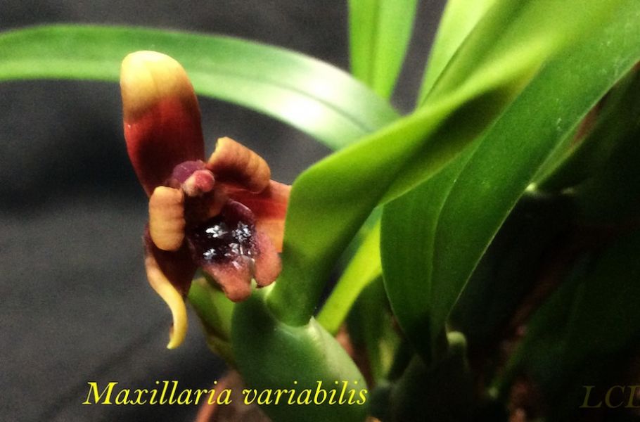 Maxillaria variabilis