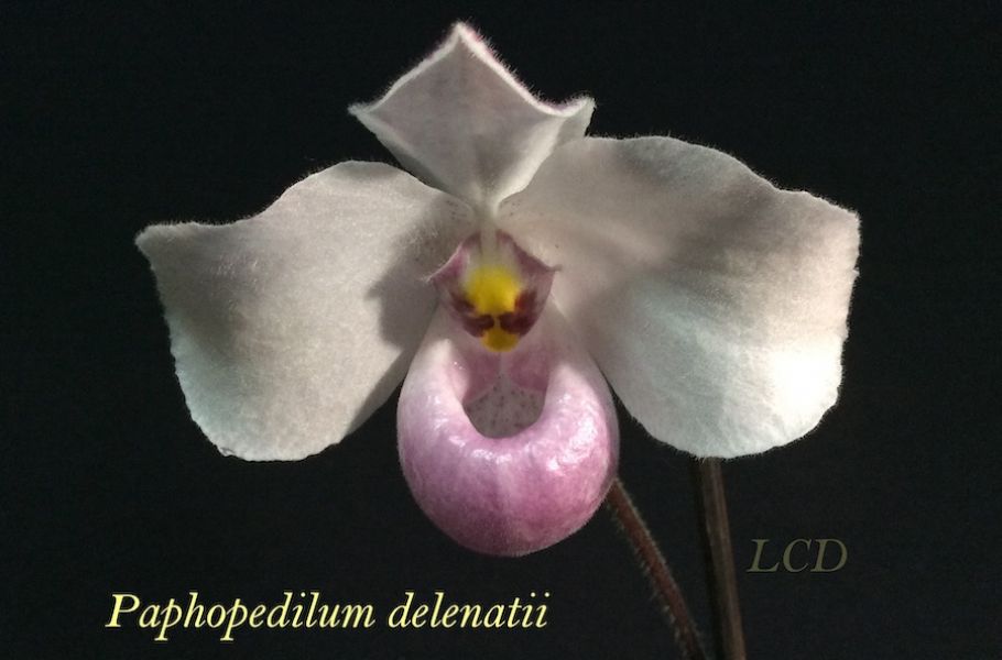 Paphiopedilum delenatii