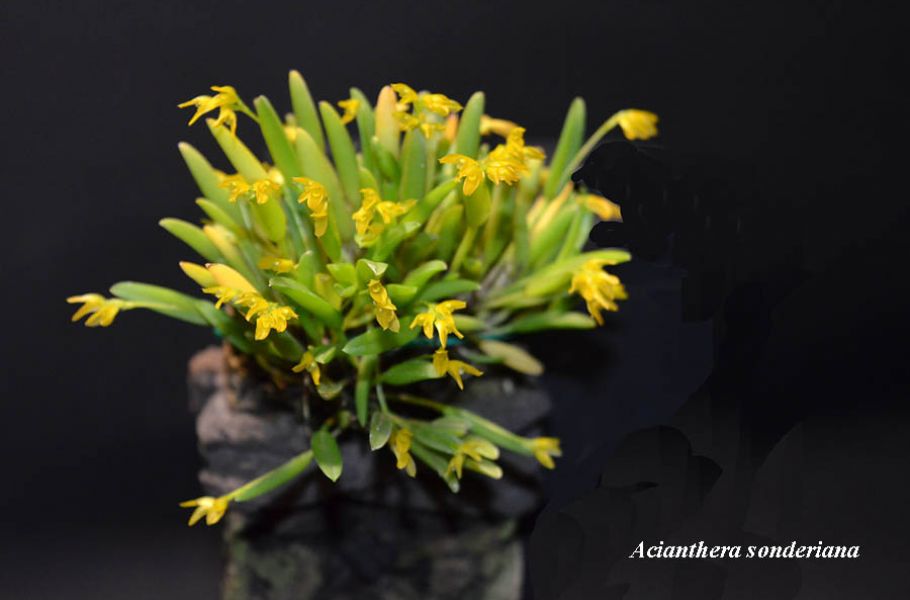Acianthera sonderiana
