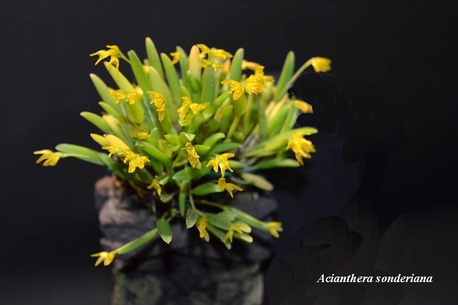 Acianthera sonderiana