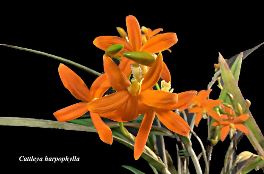 Cattleya harpophylla