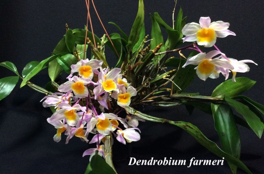 Dendrobium farmeri