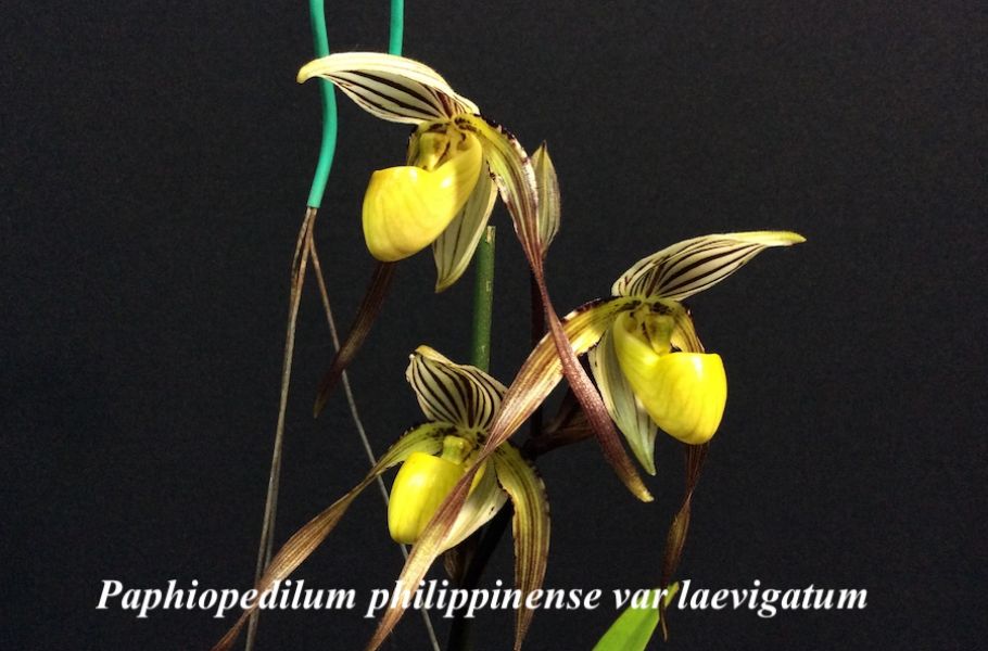 Paphiopedilum philippinense var laevigatum