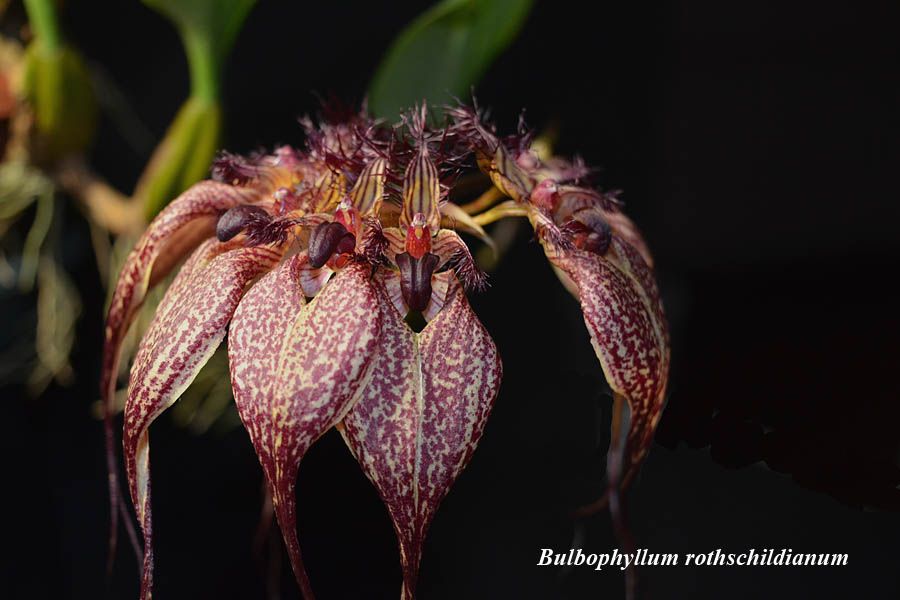 Bulbophyllum  rothschildianum