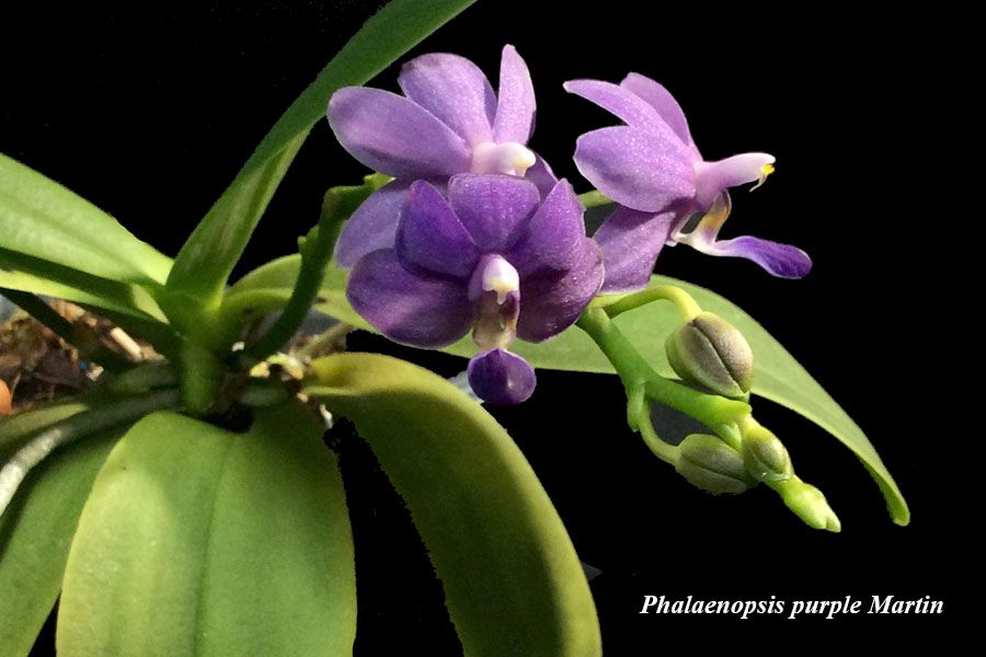 Phalaenopsis purple Martin