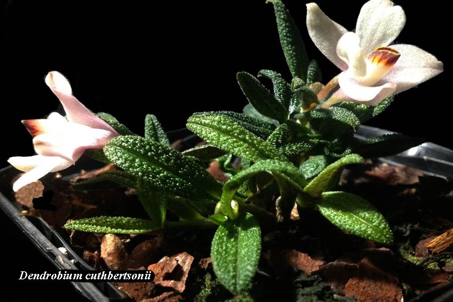 Dendrobium cuthbertsonii rose