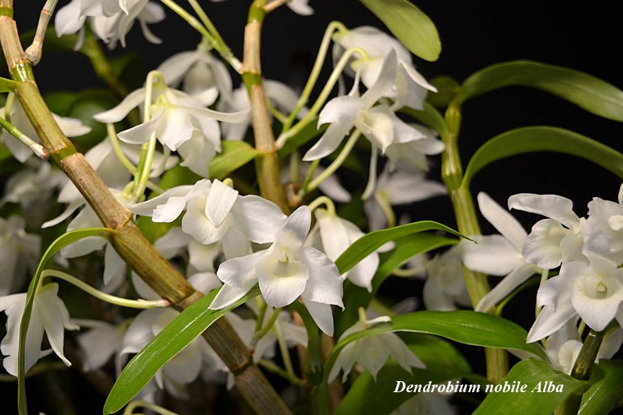 Dendrobium nobile Alba