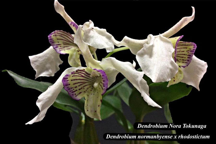 Dendrobium Nora Tokunaga