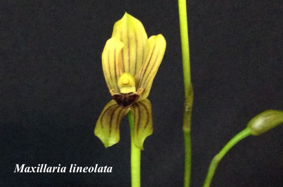 Maxillaria lineolata