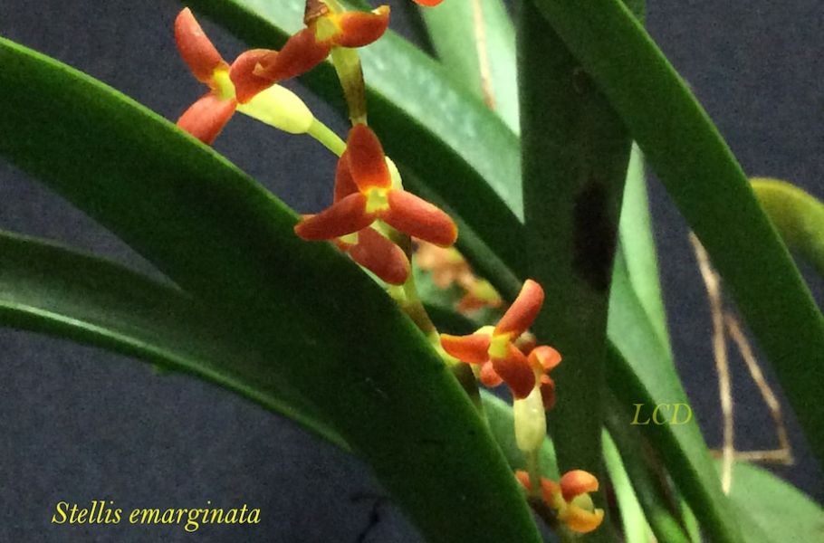 Stelis emarginata