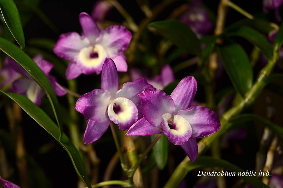 Dendrobium nobile hyb