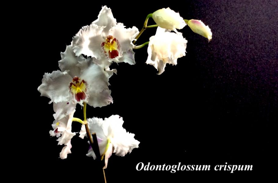 Odontoglossum crispum