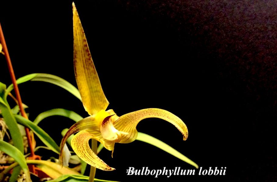 Bulbophyllum lobbii