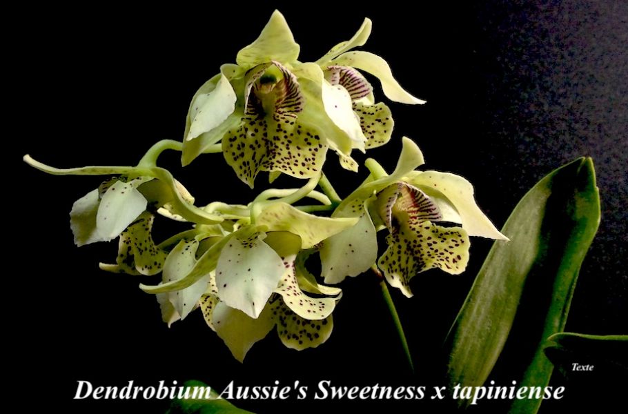 Dendrobium Aussies