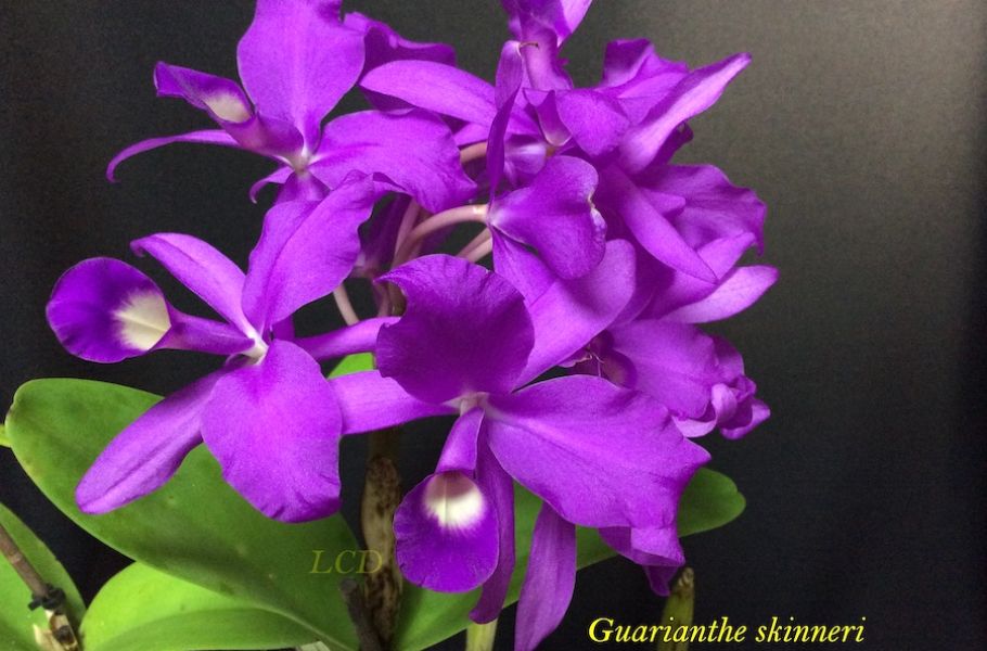 Guarianthe skinneriJPG