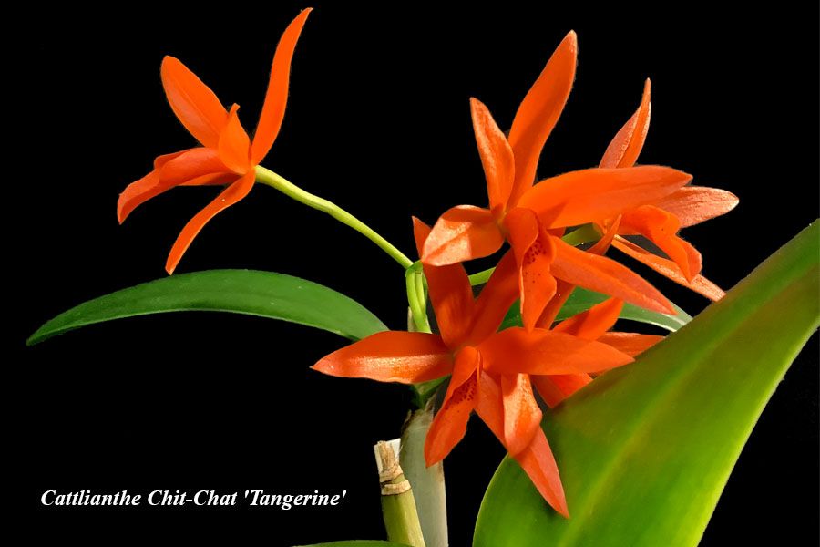 Cattlianthe Chit-Chat 'Tangerine'