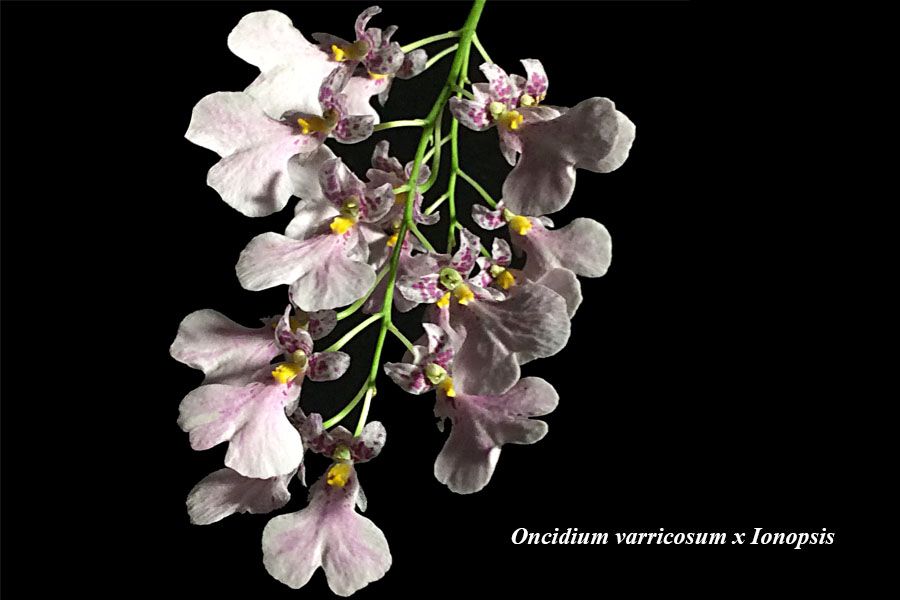 Oncidium varricosum x Ionopsis