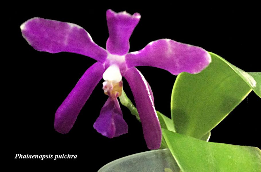 Phalaenopsis pulchra