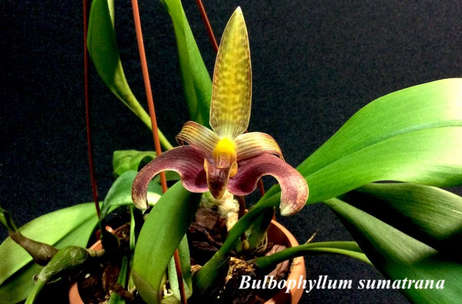 Bulbophyllum sumatrana