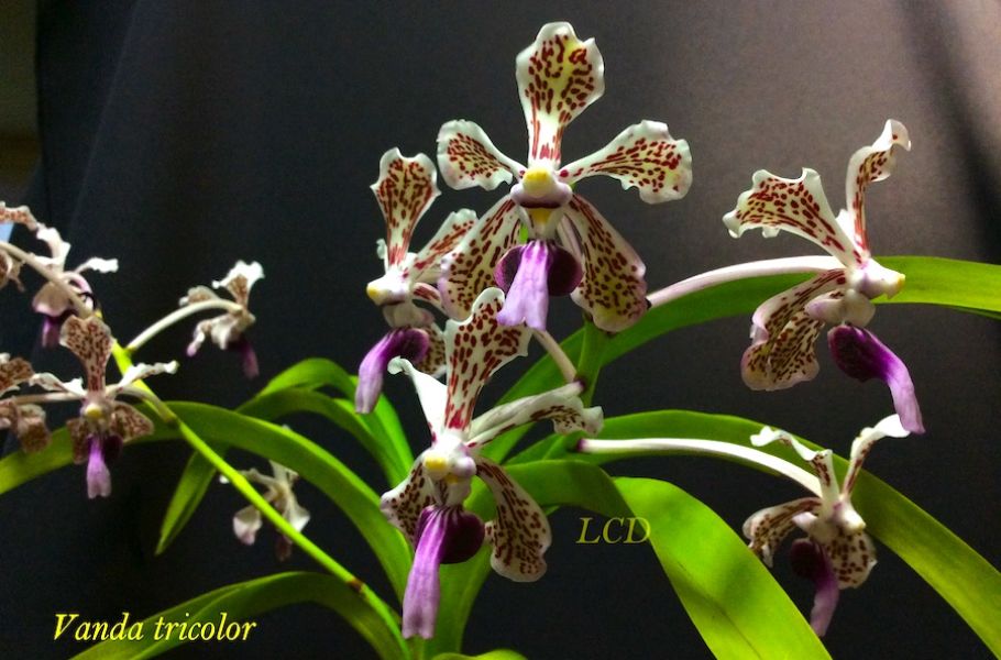 Vanda tricolor
