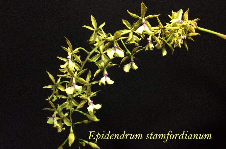 Epidendrum stamfordianum