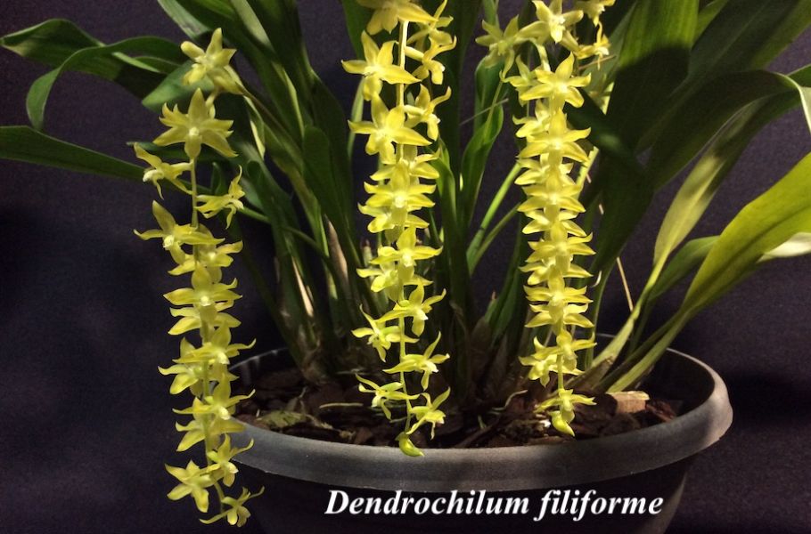 Dendrochilum filiforme