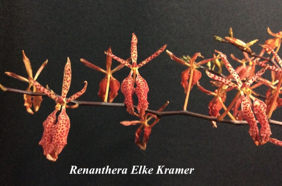 Renanthera Elke Kramer