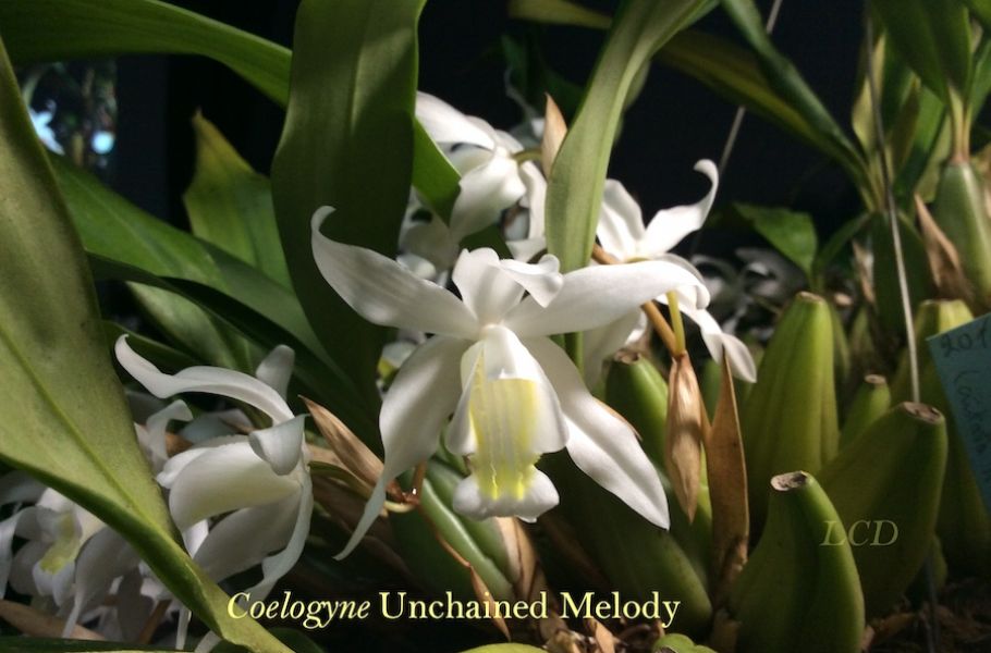 Coelogyne Unchained Melody