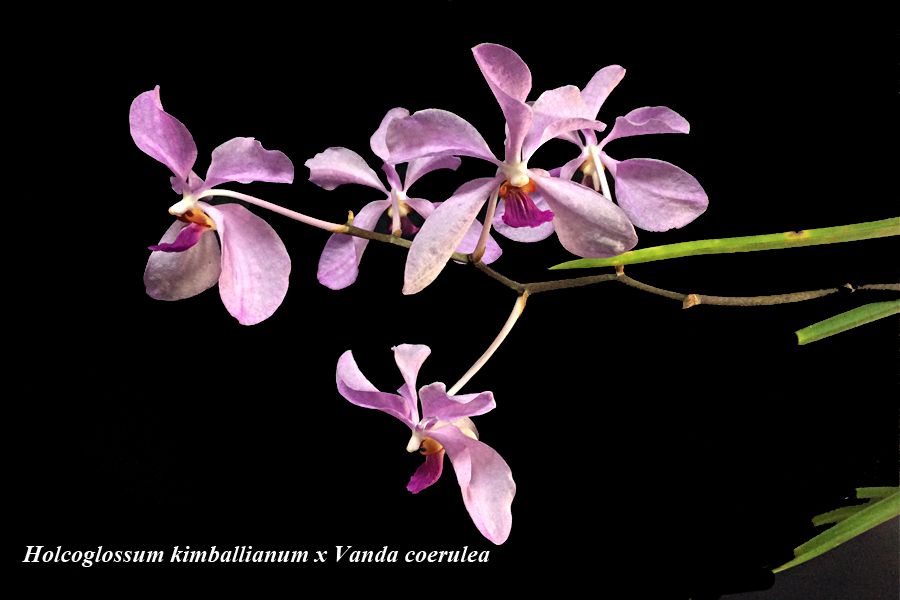 Holcoglossum kimballianum x V. coerulea