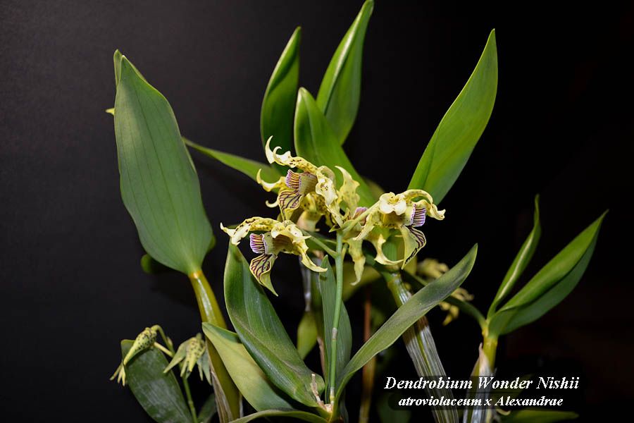 Dendrobium Wonder Nishii