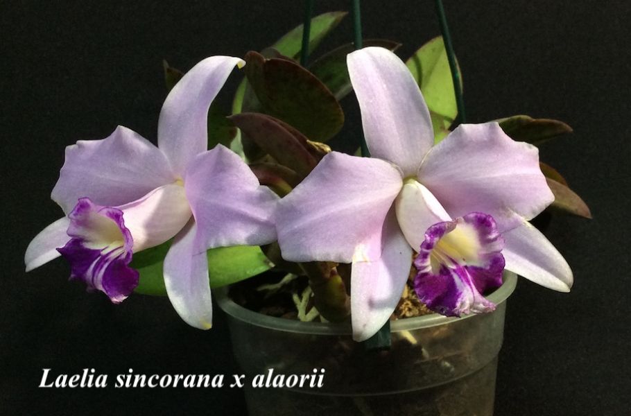 Laelia sincorana x alaorii