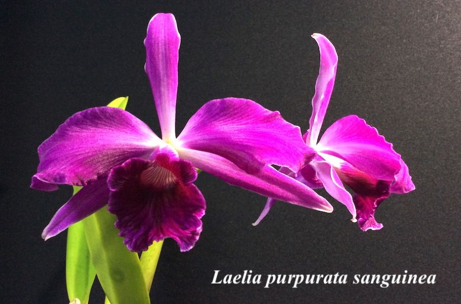 Laelia purpurata