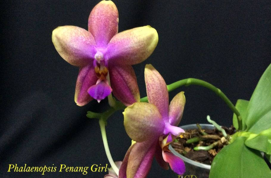 Phal Penang GirlJPG