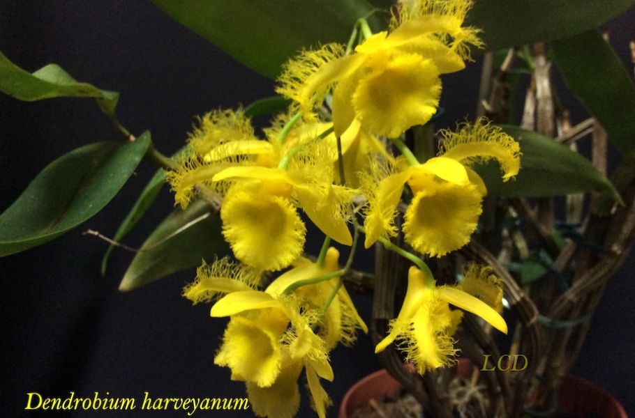 Dendrobium harveyanumJPG