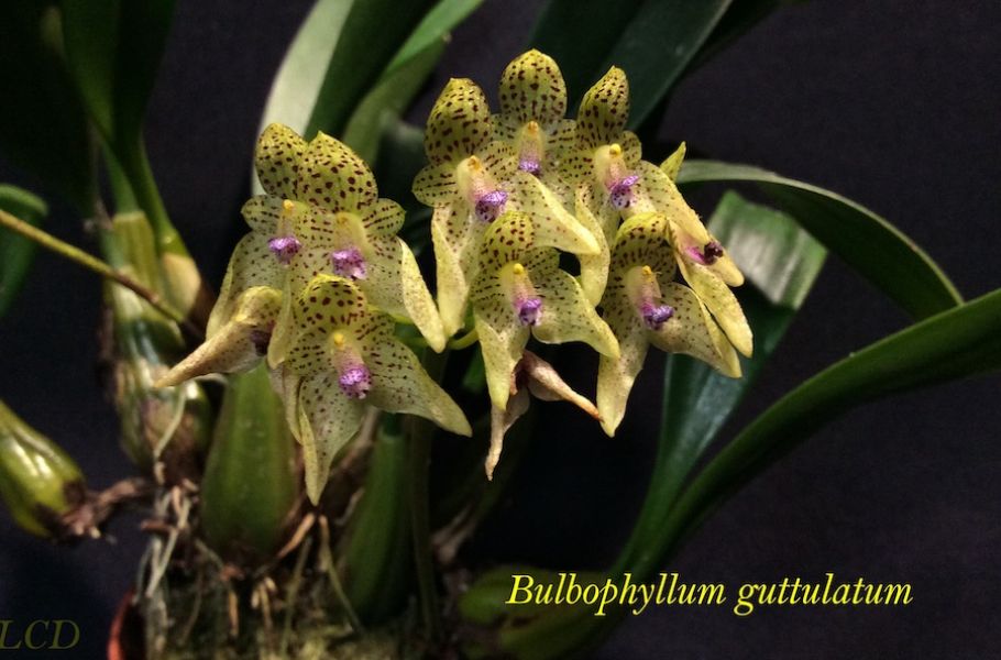 Bulbophyllum guttulatum