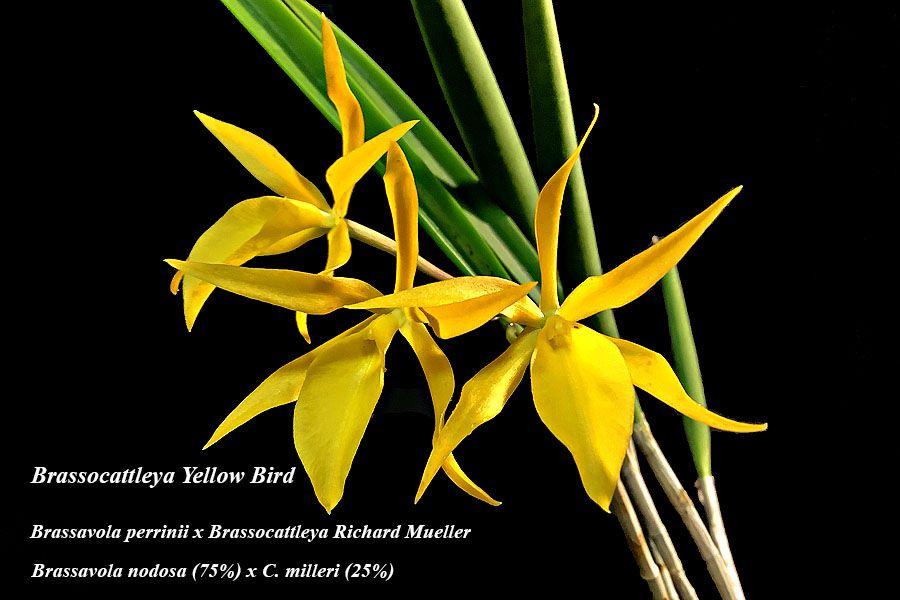 Brassocattleya Yellow Bird