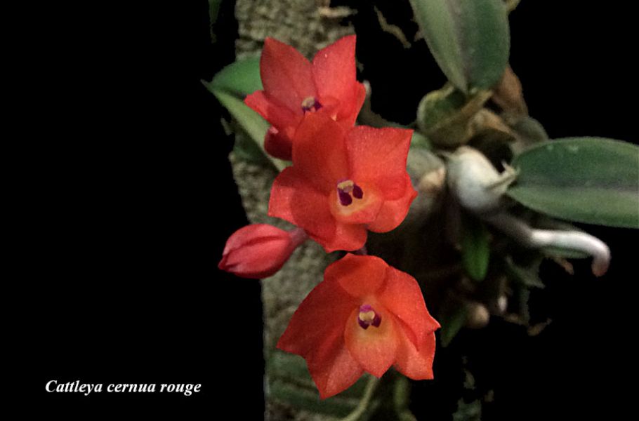 Cattleya cernua rouge