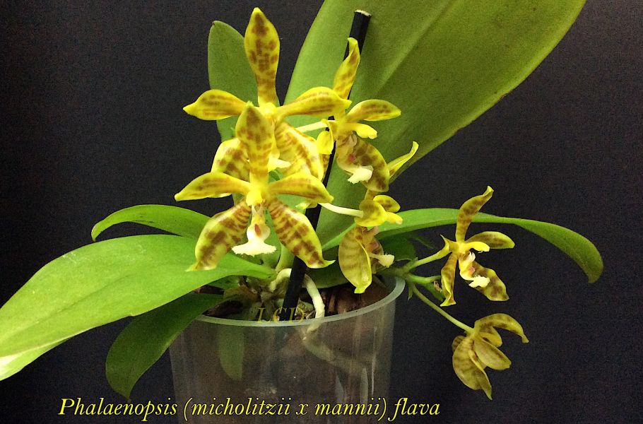 Phalaenopsis flavaJPG