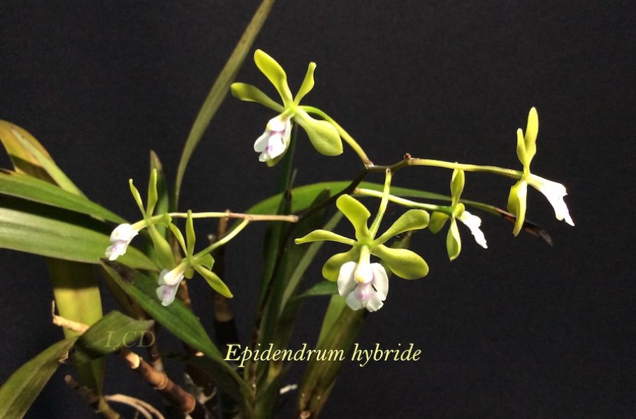 Epidendrum hyb