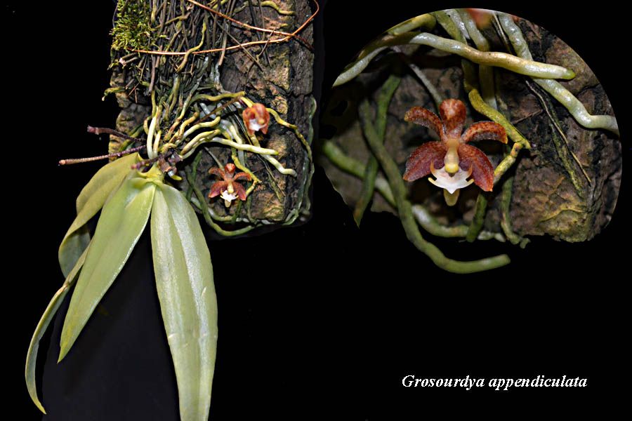 Grosourdya appendiculata