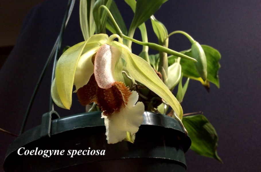 Coelogyne speciosa