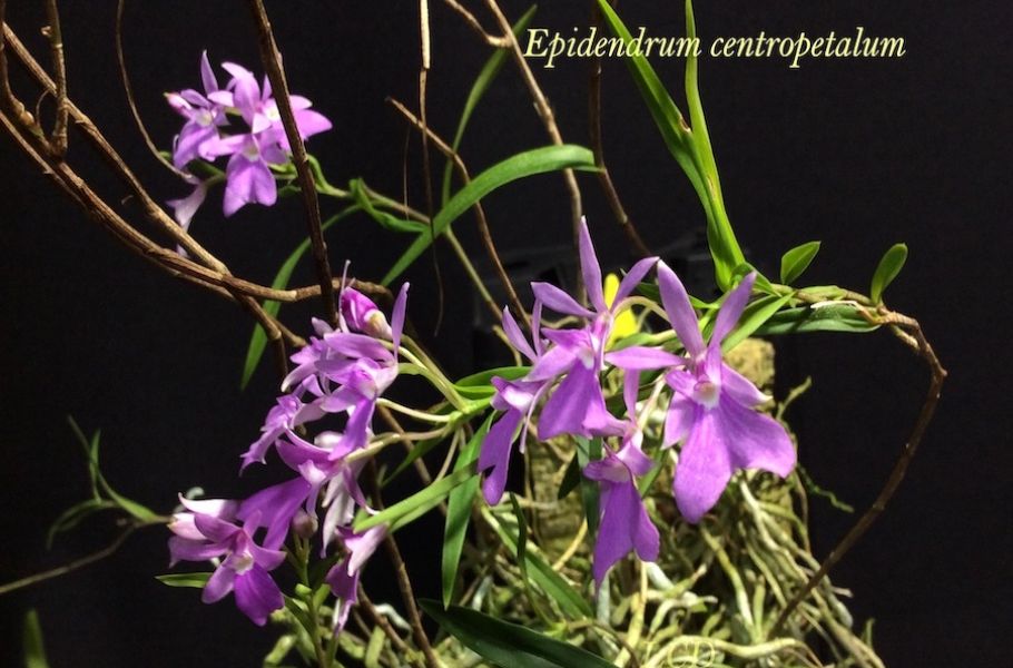 Epidendrum centropetalum