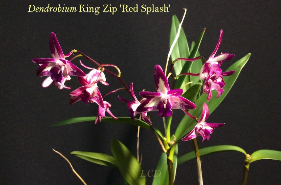 Dendrobium King Zip