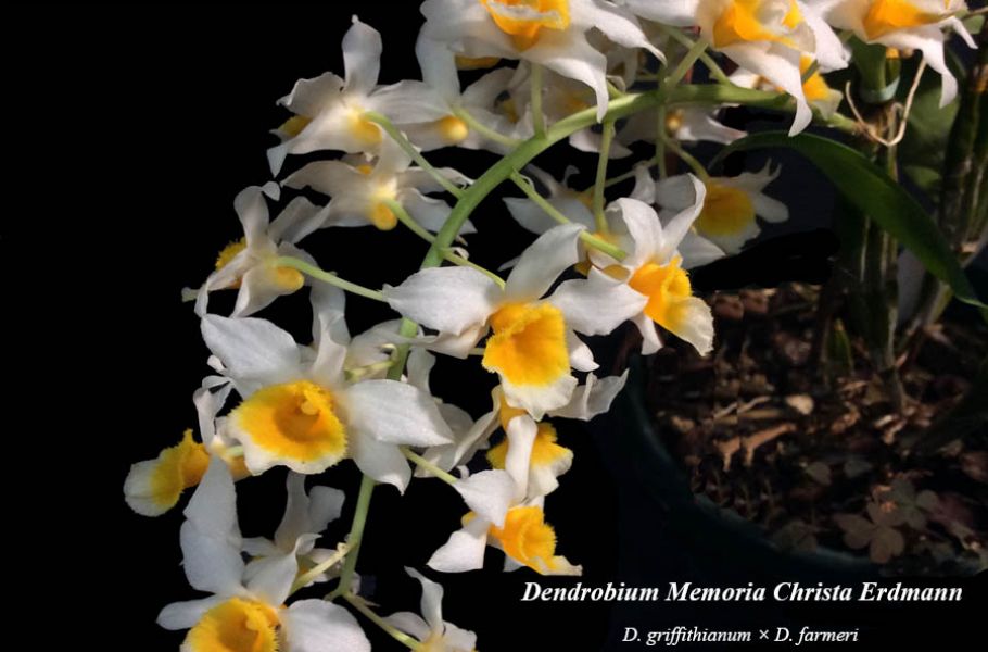 Dendrobium Memoria Christa Erdman