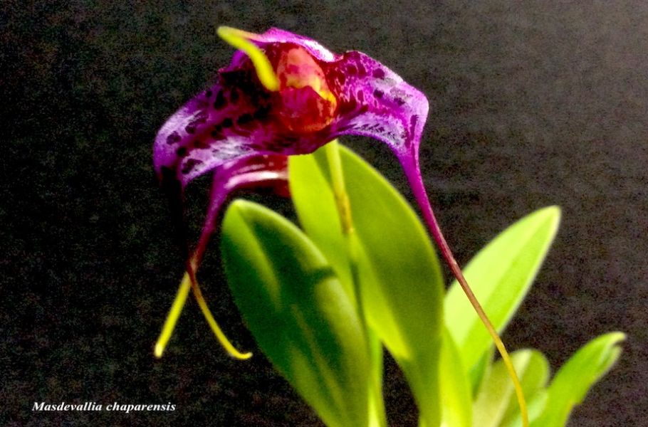 Masdevallia chaparensis