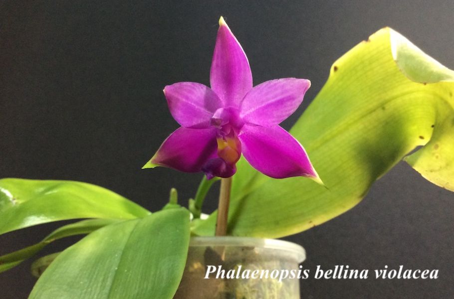 Phal. violacea bellina